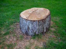 How Our Tree Care Process Works  in  Puyallup, WA
