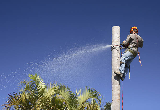 Best Storm Damage Tree Cleanup  in Puyallup, WA