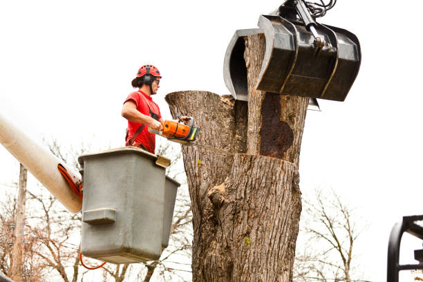Puyallup, WA Tree Care Company
